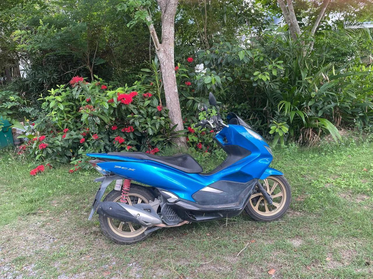 Аренда скутера PCX на Пангане