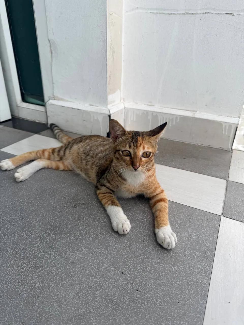 Котята ищут новый дом в Паттайе