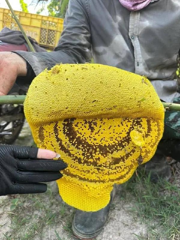 Натуральный дикий мёд с доставкой по Таиланду