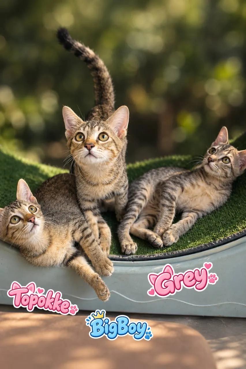 Котята ищут дом в Паттайе