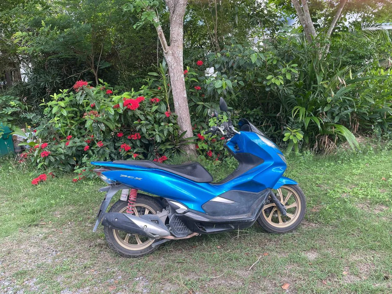Аренда скутера PCX на Пангане 1