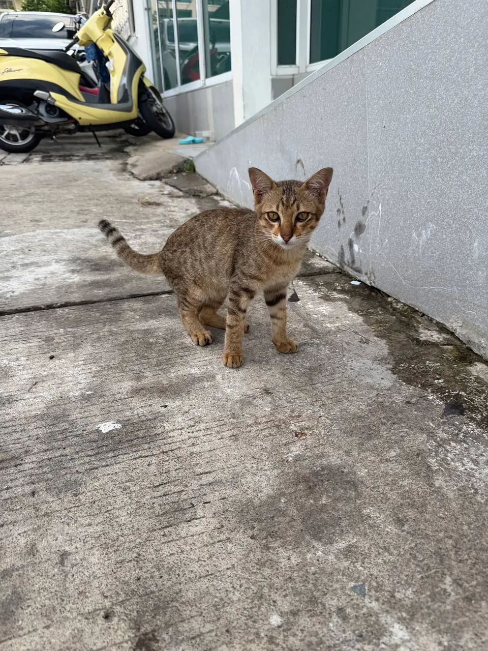 Котята ищут новый дом в Паттайе 2