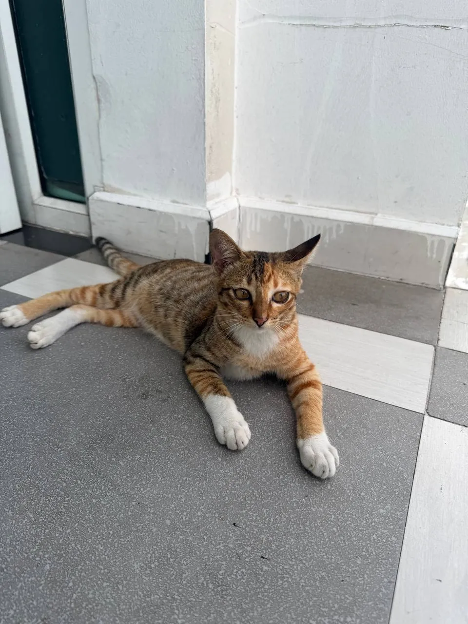 Котята ищут новый дом в Паттайе 1