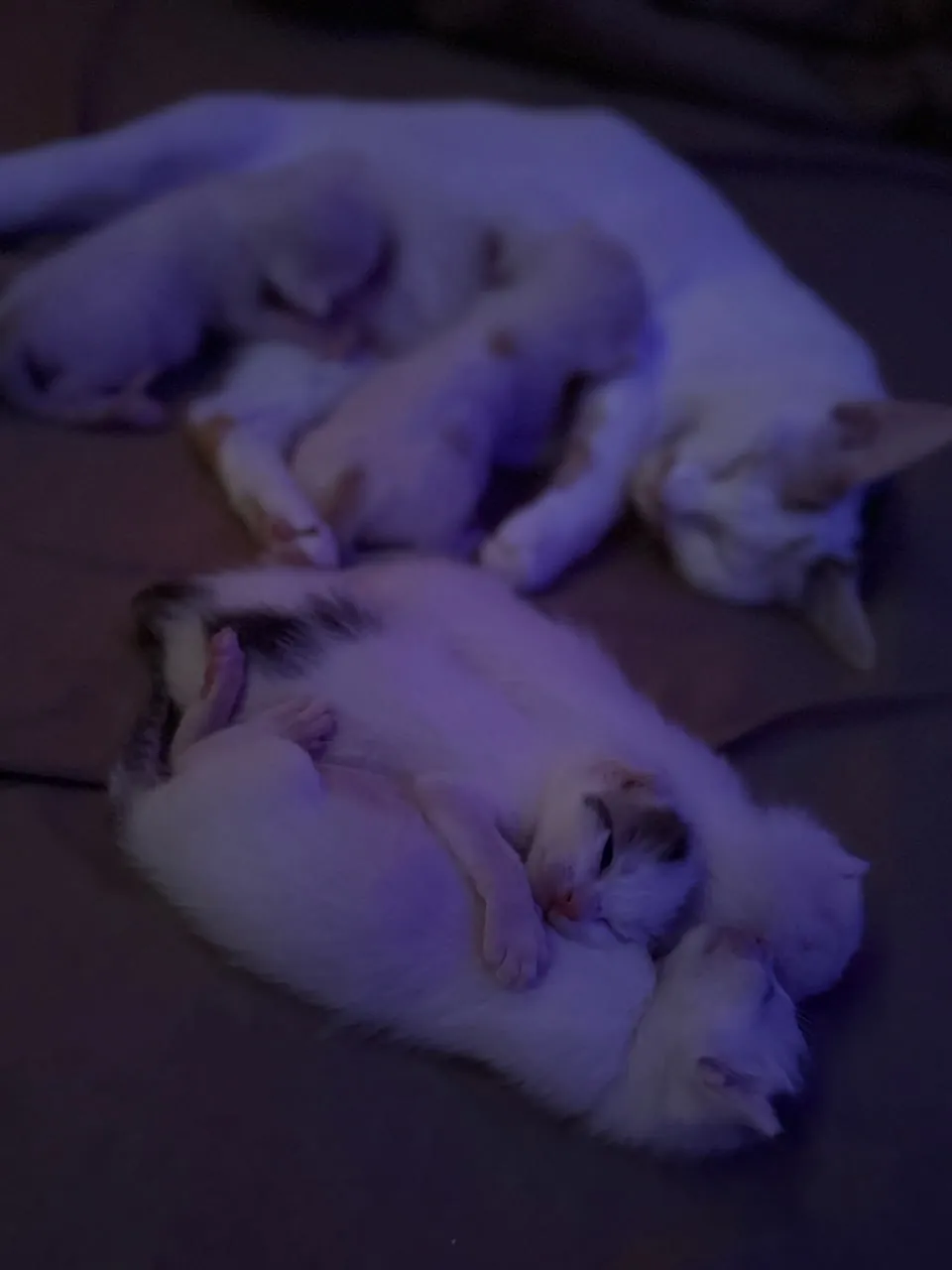 Котята в добрые руки 2