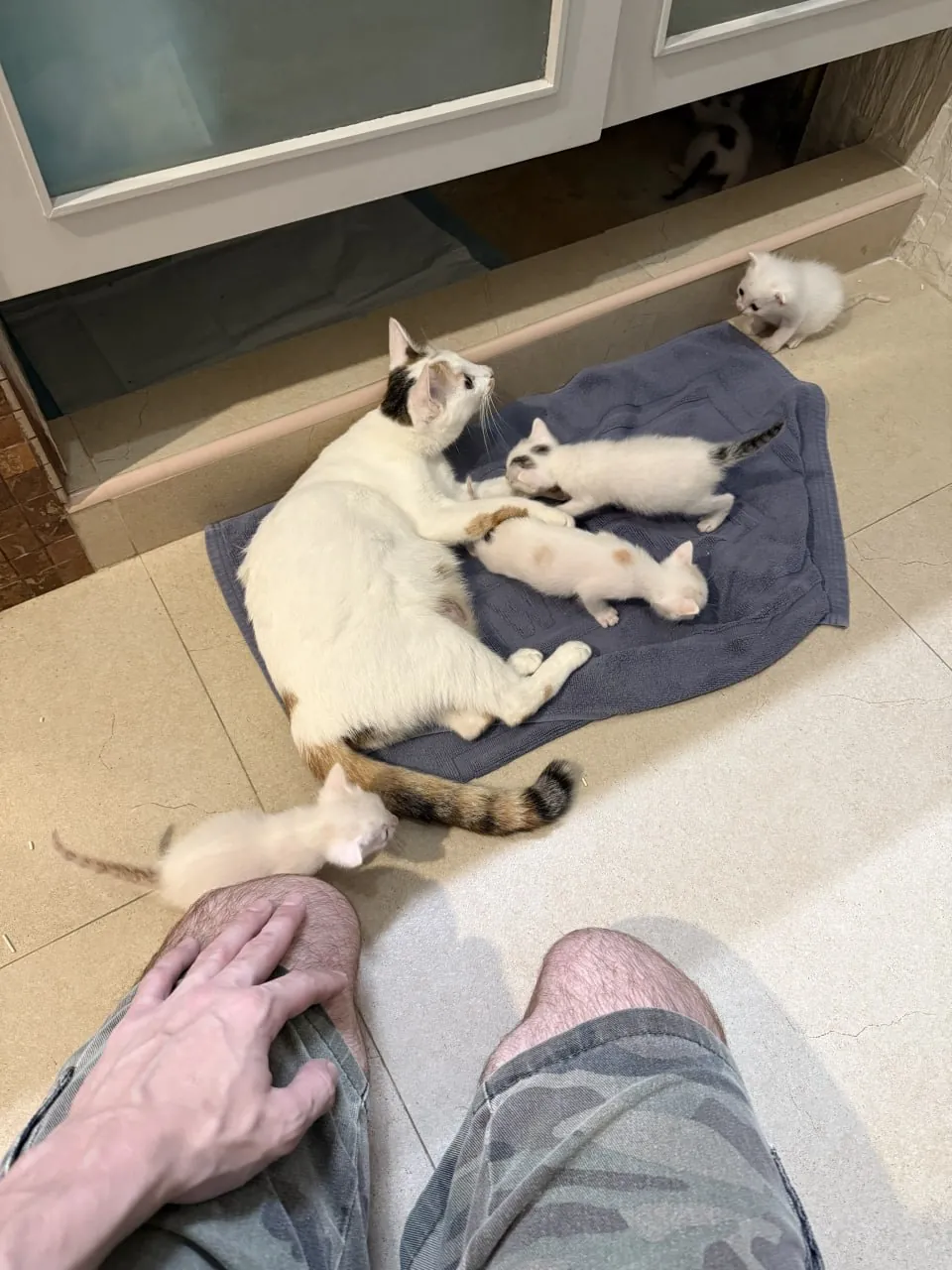 Котята в добрые руки 1